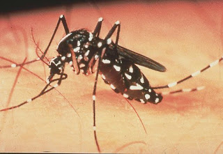 sintomas de Dengue